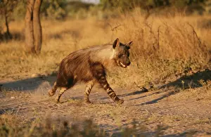 Brunnea: Brown HYAENA