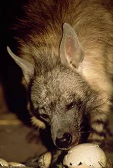 Stealing: Brown Hyaena - eating egg