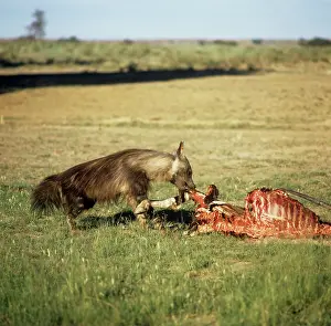 Hyaena: Brown Hyaena - feeding