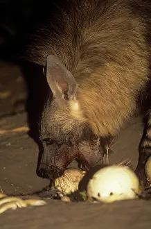 Hyaena: Brown Hyaena - feeding on ostrich eggs