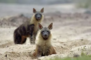 Brunnea: Brown Hyaena - resting on a sandy track in the