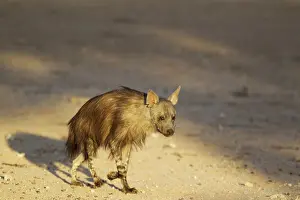 Hyaena: Brown Hyaena. Walking. Kalahari Desert, Kgalagadi