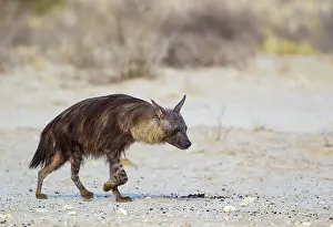 Hyaena: Brown Hyaena. Walking towards a waterhole. Kalahari