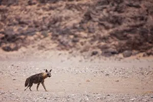 Hyaena: Brown Hyena
