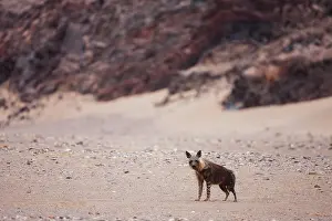 Hyaena: Brown Hyena