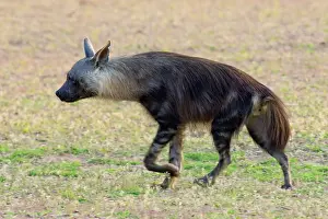 Hyaena: Brown hyena