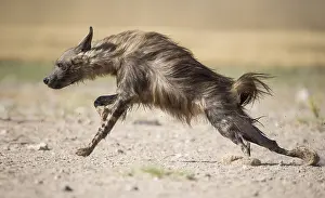 Hyaena: Brown hyena (Parahyaena brunnea) running in the
