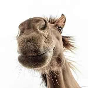Quadrilateral: Brown Icelandic Horse