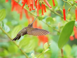 Inca: Brown Inca Hummingbird - feeding at flower in fl