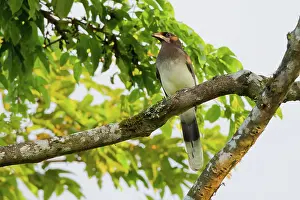 Arenal: Brown Jay