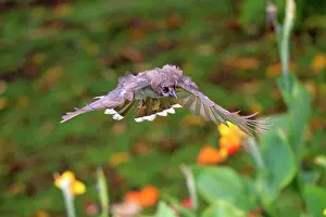 Corvid: Brown Jay in flight