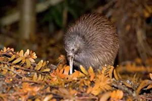 Apteryx: Brown Kiwi - adult one poking in the ground with