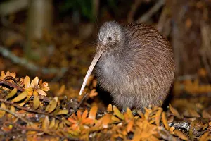Apteryx: Brown Kiwi - adult one standing in native Kauri