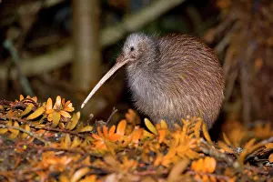 Apteryx: Brown Kiwi - adult one standing in native Kauri