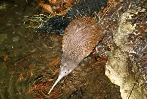 Apteryx: BROWN KIWI - drinking