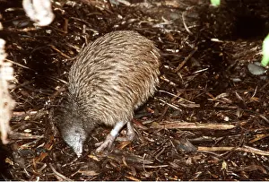 Kiwis: BROWN KIWI - foraging, searching for food