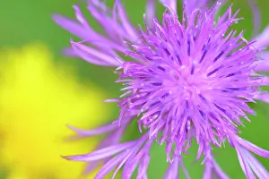 Centaurea: Brown Knapweed