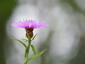 Centaurea: Brown Knapweed