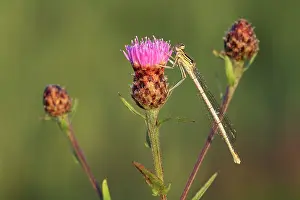 Centaurea: Brown Knapweed