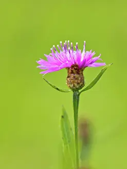Cornflower: Brown Knapweed