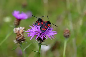 Zygaena: Brown Knapweed