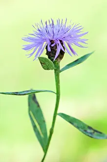 Centaurea: Brown Knapweed