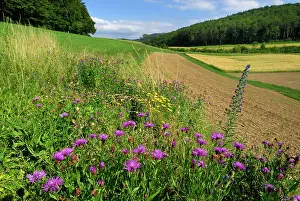Strip: Brown Knapweed Brownray Knapweed Wildflower strip