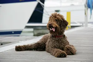 Docks: Brown labradoodle lying on dock