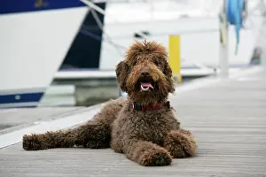 Docks: Brown labradoodle lying at dock