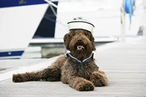 Labradoodles: Brown labradoodle lying at dock wearing sailor
