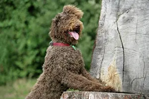 Labradoodles: Brown labradoodle with front paws on tree stump