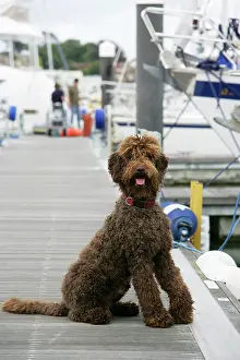 Docks: Brown labradoodle sitting at dock