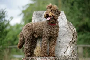 Labradoodles: Brown labradoodle standing on tree stump
