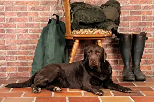 Chairs: Brown Labrador lying in front of chair, next to