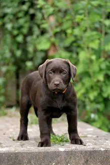Canids: Brown Labrador Retriever, puppy standing on a paved