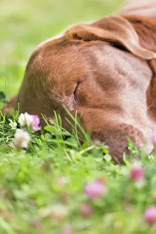 Closed: Brown labrador retriever sleeping on lawn, Sweden