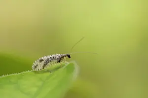 Groningen: Brown Lacewing