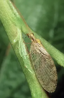 Beneficial: Brown lacewing