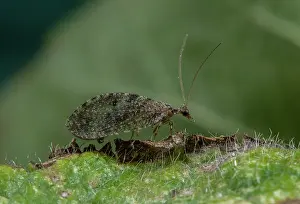 Free: Brown lacewing, probably Wesmaelius subnebulosus