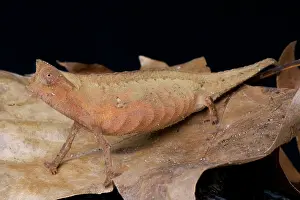 Superciliaris: Brown leaf chameleon (Brookesia superciliaris)