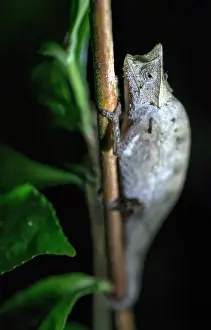 Superciliaris: Brown leaf Chameleon on tree at night
