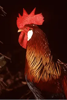 Comb: BROWN LEGHORN CHICKEN
