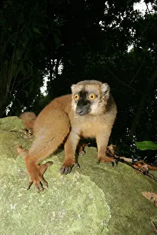 Startled: Brown Lemur