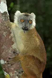 Eulemur: Brown Lemur - Climbing tree
