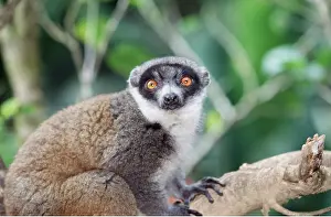 Staring: BROWN LEMUR - close-up of head