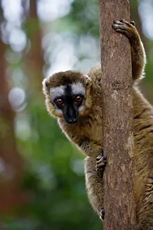 Toamasina: Brown lemur (Eulemur fulvus) in the forest
