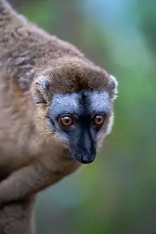 Toamasina: Brown lemur (Eulemur fulvus) in the forest
