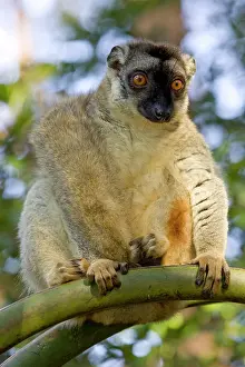 Mary: Brown Lemur, Eulemur fulvus, in a tree in