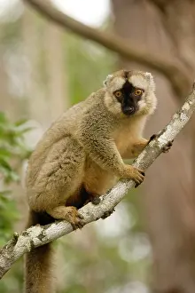 Mary: Brown Lemur, Eulemur fulvus, in a tree in