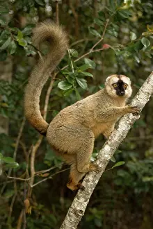 Mary: Brown Lemur, Eulemur fulvus, in a tree in